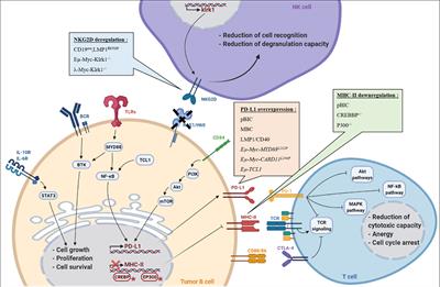 Genetically Engineered Mouse Models Support a Major Role of Immune Checkpoint-Dependent Immunosurveillance Escape in B-Cell Lymphomas 